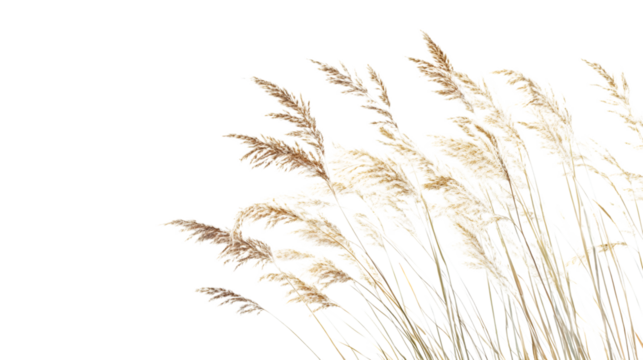 Elegant pampas grass adds a natural, soft touch, isolated on white background