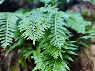 Green Fern Leaf Close-Up with Water Drops After Rain
