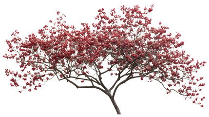 Fototapeta premium Flower tree blossoms with delicate branches, isolated on white background.