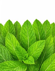 Fresh Mint Leaves - A Vibrant Green Herb for Culinary Delights.