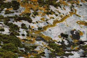 Macro of Moss and Lichen – Natural Texture and Forest Detail