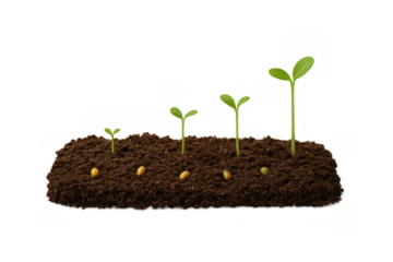 Seed germination process showing plant growth development timeline from seeds to young seedlings in soil, transparent background