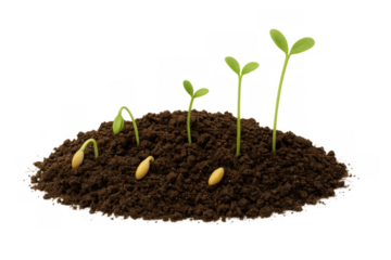 Plant growth sequence showing seed germination, developing sprout, and seedling emerging from dark soil, transparent background