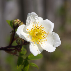 a close up of a wild rambling rose. This field rose has a natural out of focus background with space for copy text