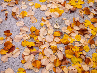 Autumn linden leaves (Tilia) scattered on gravel, creating a calm fall atmosphere in the garden of Bratislava Castle, Slovakia.