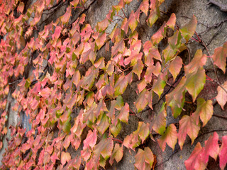 Autumn ivy (Parthenocissus) with red and orange leaves climbing on an old concrete wall.