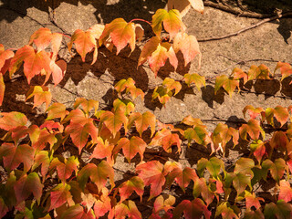 Autumn ivy (Parthenocissus) with red and orange leaves climbing on an old concrete wall.