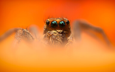 A beautiful close-up photo of a spider. Natural color background.