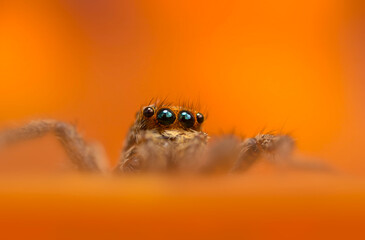 A beautiful close-up photo of a spider. Natural color background.