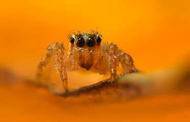 A beautiful close-up photo of a spider. Natural color background.