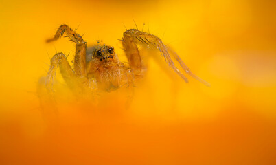 A beautiful close-up photo of a spider. Natural color background.