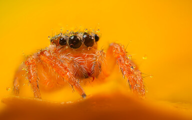 A beautiful close-up photo of a spider. Natural color background.
