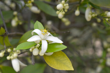 Blossoming orange tree flowers, orange blossoms, Spring harvest, closeup of Orange tree branches with flowers and leaves, buds and leaves, white little flower closeup, Chakwal, Punjab, Pakistan