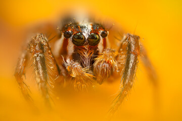 A beautiful close-up photo of a spider. Natural color background.