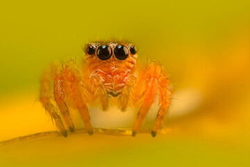 A beautiful close-up photo of a spider. Natural color background.