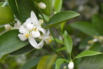 Obraz premium Blossoming orange tree flowers, orange blossoms, Spring harvest, closeup of Orange tree branches with flowers and leaves, buds and leaves, white little flower closeup, Chakwal, Punjab, Pakistan