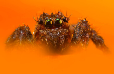 A beautiful close-up photo of a spider. Natural color background.