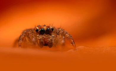 A beautiful close-up photo of a spider. Natural color background.