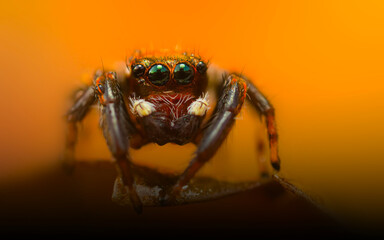 A beautiful close-up photo of a spider. Natural color background.