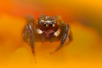 A beautiful close-up photo of a spider. Natural color background.