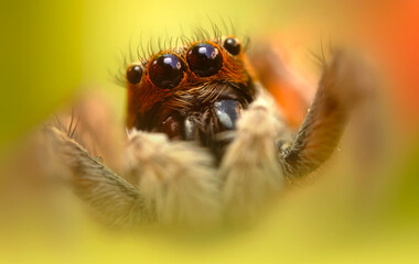 A beautiful close-up photo of a spider. Natural color background.