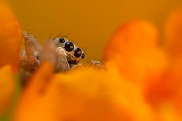 A beautiful close-up photo of a spider. Natural color background.