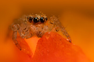 A beautiful close-up photo of a spider. Natural color background.