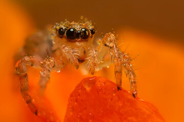 A beautiful close-up photo of a spider. Natural color background.