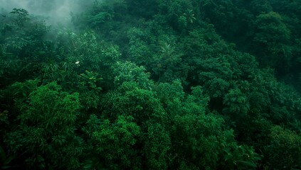 Revealing dense tropical rainforest canopy hovering over jungle, with mist drifting through foliage