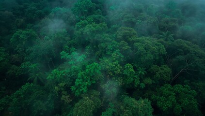Spanning tree crowns and broadleaf foliage from above in tropical rainforest, with drifting mist