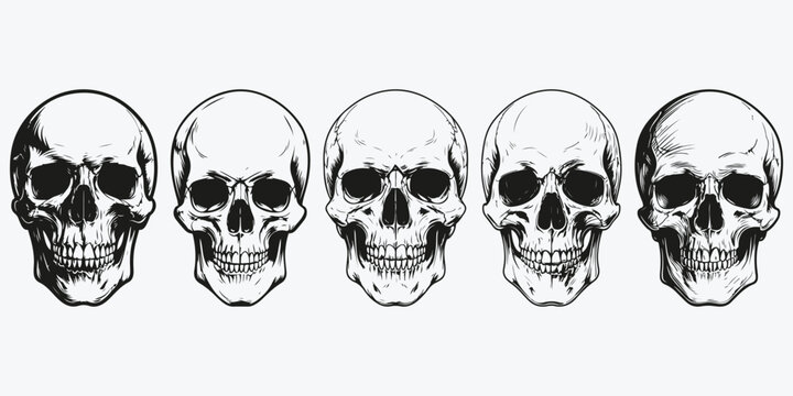 スカル」の写真素材 | 40,219件の無料イラスト画像 | Adobe Stock