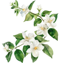 Beautiful Set of Sunflowers with Bright Yellow Petals