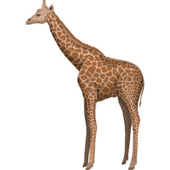 Obraz premium Pixelated Giraffe Standing Against Transparent Background Natural Patterned Fur Tall Neck Animal Wildlife Savanna Mammal