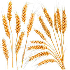 Golden Wheat Ears Isolated on White Background