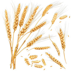 Golden Wheat Ears Isolated on White Background