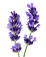 Lavender Flower Stalk Isolated on Transparent
