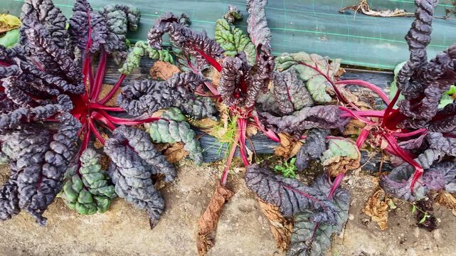 Overhead shot showing rows of red Swiss chard plants growing in a greenhouse. The camera captures the vivid contrast between the red stems and the dark green crinkled leaves.