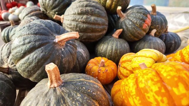 Dark green Shiatsu Kabocha squash with rough, ridged skin and ornamental gourds ( Cucurbita pepo ) arranged in a vibrant autumn harvest display in open setting.
