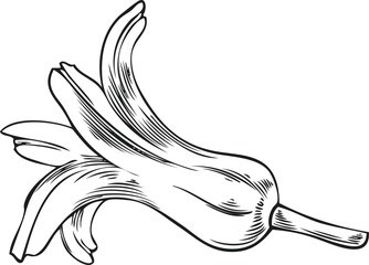 Obraz premium Black and white sketch of a hyacinth flower, vintage hand engraving.