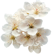 White Cherry Blossom Flower Spring Floral Background