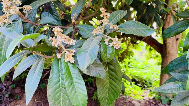 Blooming Loquat Tree Branch with White Flowers &ndash; Botanical Close-Up