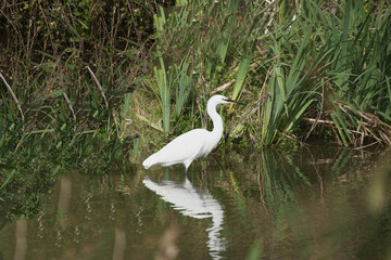 Seidenreiher am Teich