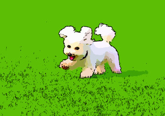 公園の緑の芝生を走るビションフリーゼ