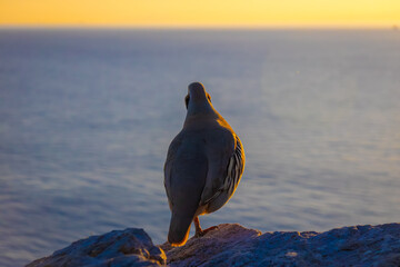 Partridge in profile at sunset on the rocks of the Aegean Sea