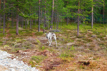 Fototapeta premium Feeding reindeer. Lapland Nature Reserve.