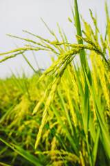 A close-up view of ripening rice grains growing on tall green stalks in a field, bathed in bright sunlight.
