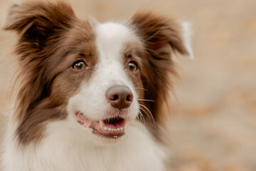 Close-up portrait of a happy dog with open mouth outdoors.