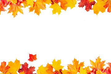 Autumn maple leaves isolated on a white background. Border. Decorative element for autumn design.