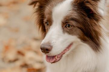 Close-up portrait of a happy dog with open mouth outdoors.