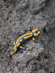 Large salamander in yellow and black on the brown earth in the garden